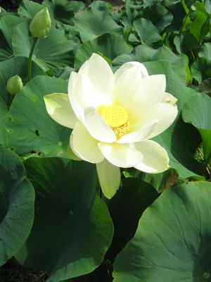 lotus7.jpg