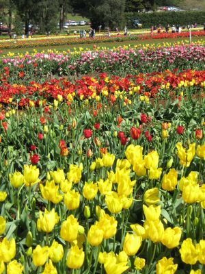 tulips7.jpg